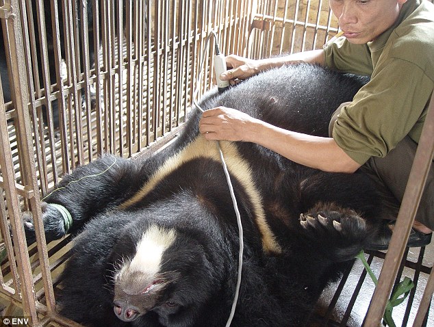 Proses yang dilakukan oleh pengamal perubatan tradisional tu terhadap beruang tersebut. Image dari Dailymail 