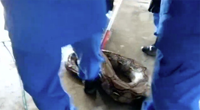Seorang lelaki meletakkan kakinya /menyepak ular tersebut dengan kasut butnya. Image dari YahooNews.com