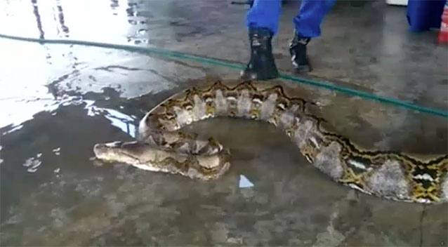 Kasut but anggota JPAM di atas badan ular tersebut. Image dari YahooNews.com