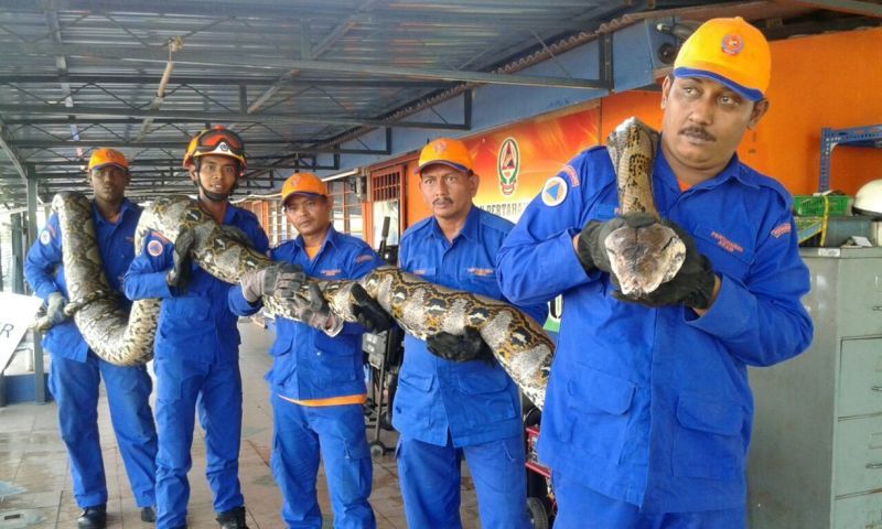 Anggota JPAM berjaya menangkap ular yang terpanjang. Image dari mstar