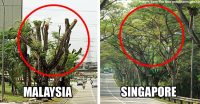 Apa yang KL boleh belajar dari Singapore tentang penjagaan pokok?