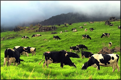 Permandangan Gunung Kinabalu dari Desa Cattle Dairy Farm Mesilau Kundasang. Image dari planet.milano
