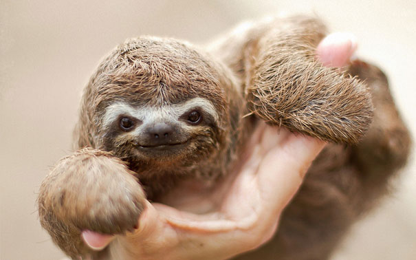 Comel je baby sloth ni. Imej dari boredpanda.