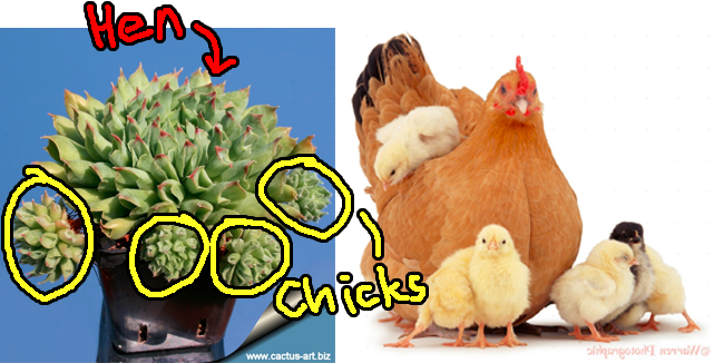 hen-an-chicks