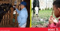 Nak dapat daging lembu yang sama kualiti lembu Kobe Jepun, Kelantan perdengarkan lembu sado ayat Quran