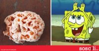 Kenapa spesies kulat Malaysia ni dinamakan sempena watak kartun Stephen Hillenburg?