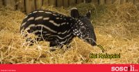 Anak tapir Zoo Scotland yang baru lahir ni dapat nama MELAYU