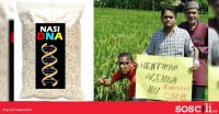 Malaysia hasilkan beras PERTAMA diubah suai secara genetik. Tapi kenapa petani bantah?